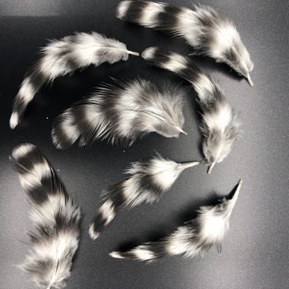 Dominique Bantams Feathers