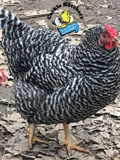 Dominique Chicken
