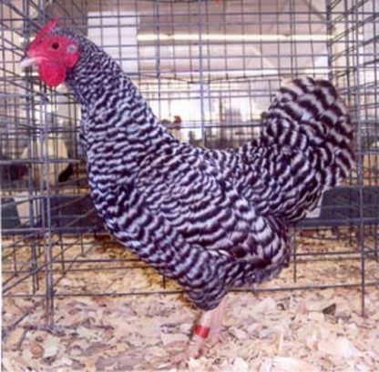 Dominique Bantam chicken