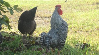 Dominique Bantam Chickens