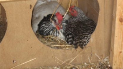 Dominique Bantam chickens