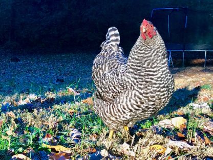 Dominique Chicken Photo by Kevin Kiser