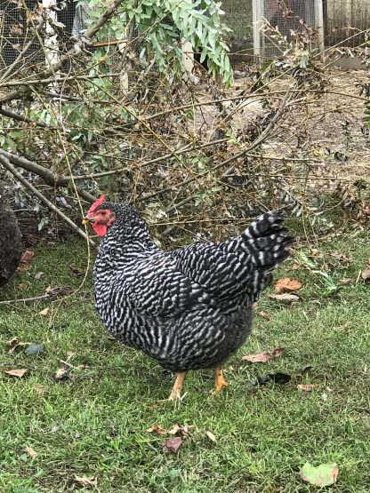 Dominique Chicken Photo by Kristy Slone