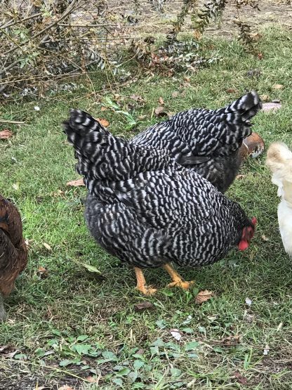 Dominique Chicken Breeds For Sale