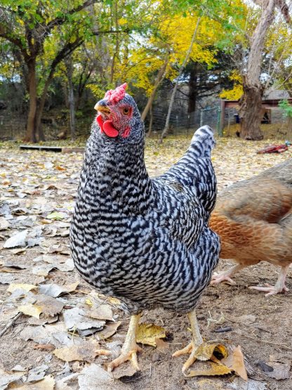 Dominique Chicken Photo by Tara Frutiger