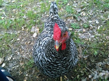 Dominque Chicken Photo by Francie-Ann Vono-Aldridge