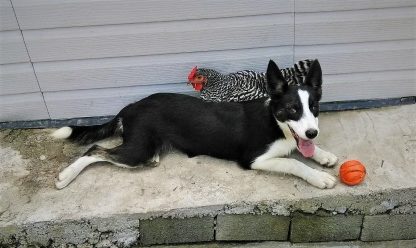 Dominque Chicken Photo by Francie-Ann Vono-Aldridge