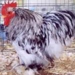 Splash Cochin Bantam Chicken Rooster
