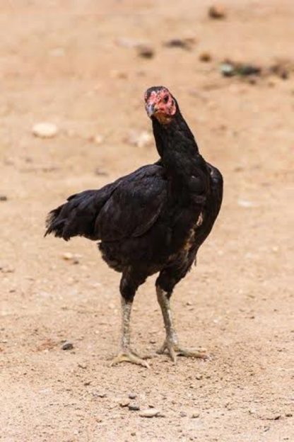 Dark Aseel (Asil) Chicken
