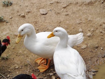 White Pekin Duck-3889