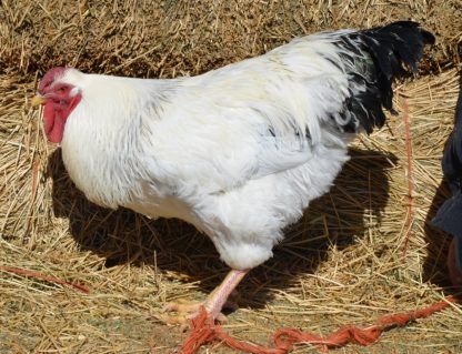 Columbian Wyandotte Standard Rooster Chicken