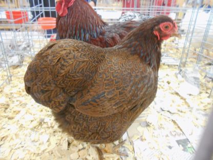 Baby Partridge Wyandotte Bantam Rooster Chickens