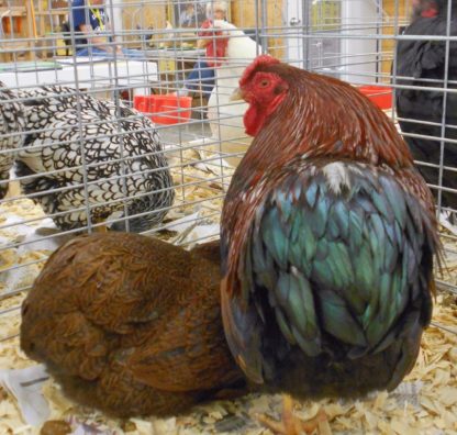 Partridge Wyandotte Bantam Rooster Chickens