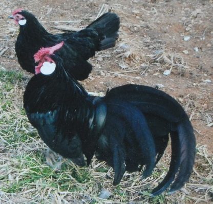 Black Rosecomb Bantam Rooster Chicken “Dick Ferkey blood line”