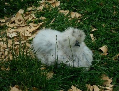 Splash Silkie Bantam Chicken