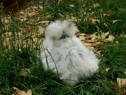 Splash Silkie Bantam Chicken