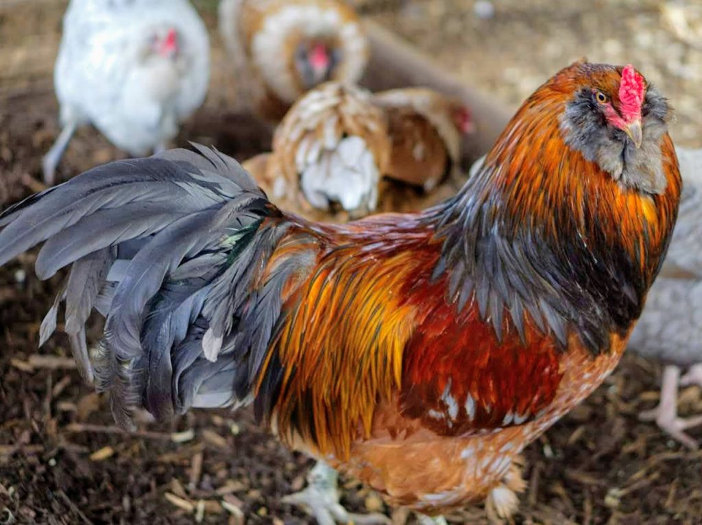 Easter Egger Chickens & Baby Chicks for Sale Cackle Hatchery®