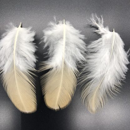 Easter Egger Feathers
