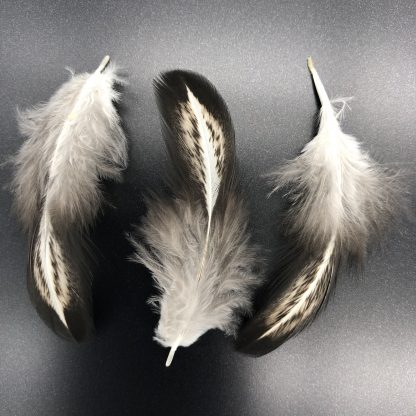 Easter Egger Feathers