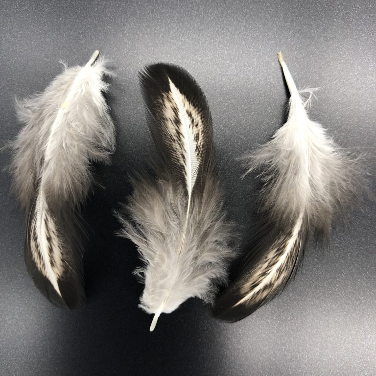 Easter Egger Feathers