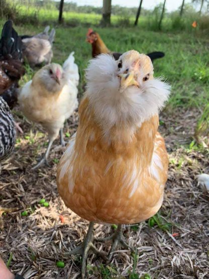 Easter Egger Chicken