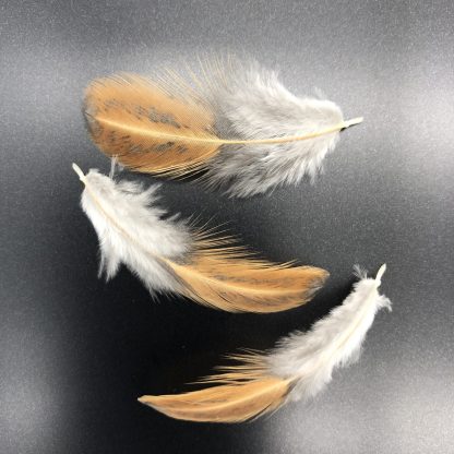 Easter Egger Feathers