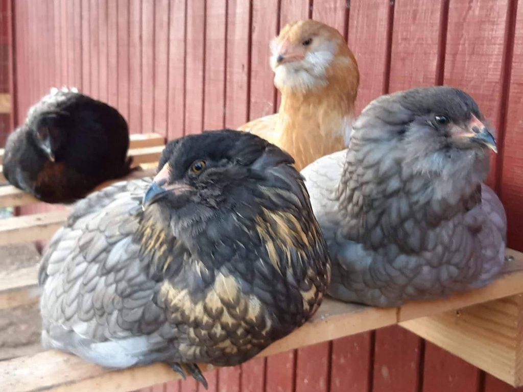 Easter Egger Chickens & Baby Chicks for Sale Cackle Hatchery®