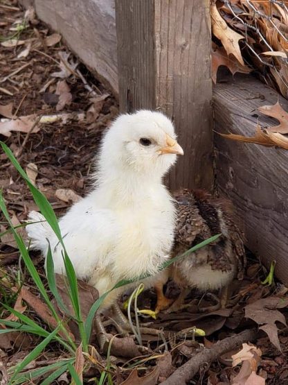 Easter Egger Chick