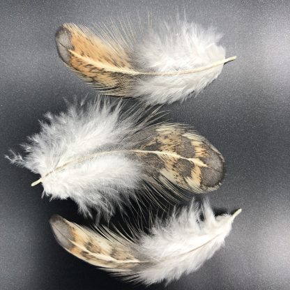Easter Egger Feathers
