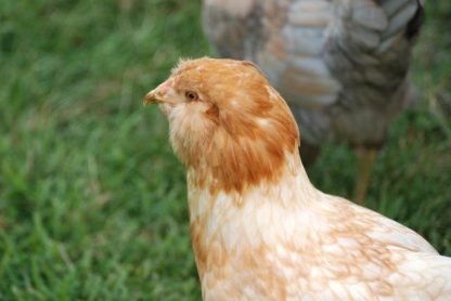 Easter Egg Chickens