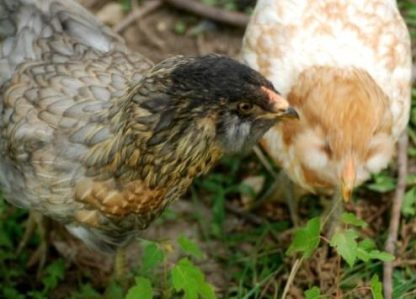 Easter Egg Chickens
