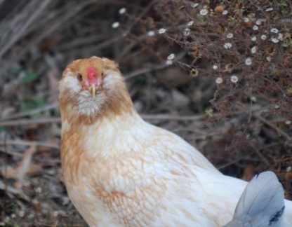 Easter Egg Chicken