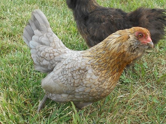 Easter Egger™ Bantams - Baby Chicks for Sale