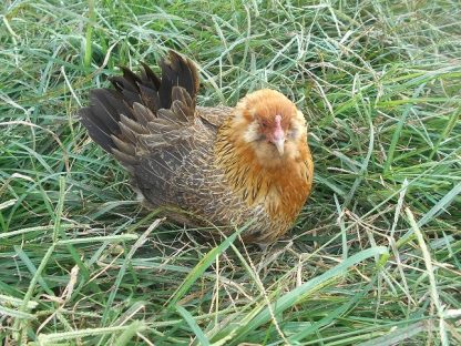 Easter Egg Bantam