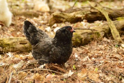 Easter Egg Bantam Chicken Photo by Stephanie Meister