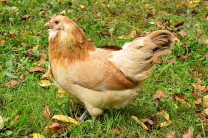 Easter Egg Bantam Chicken Photo by Stephanie Meister