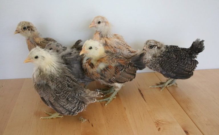 Easter Egg Bantams