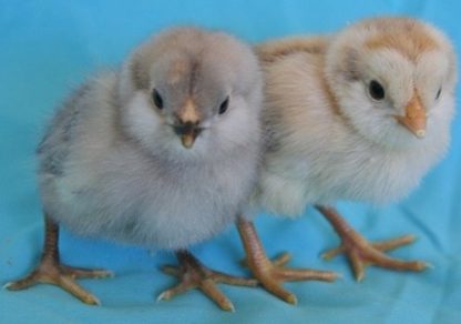 Easter Egg Bantam Chicks