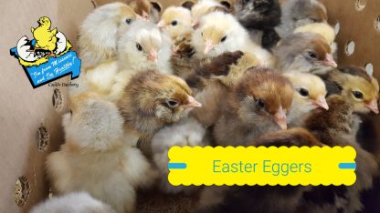 Easter Egg Chicks