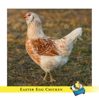 Easter Egger