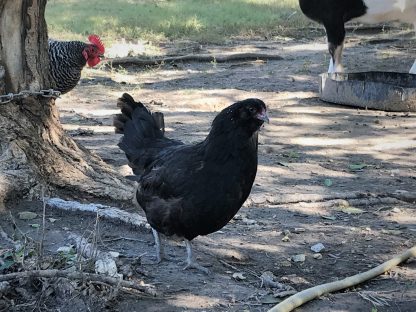 Easter Egger Bantam Chicken