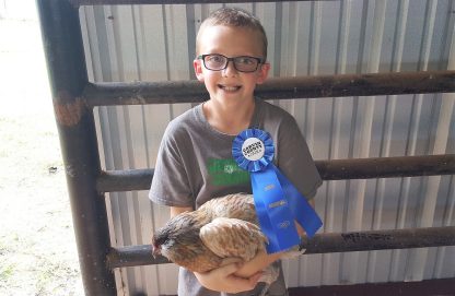 Easter Egger Bantam Chicken Photo by Cooper Marie McKinzie