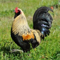 Easter Egger Bantam Chicken Photo by Julia King