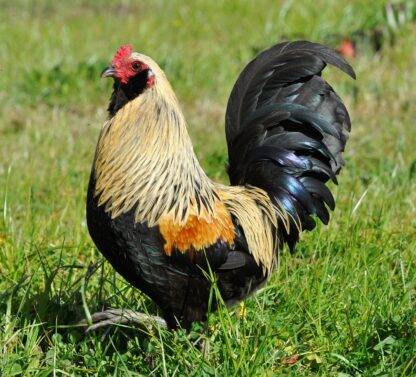 Easter Egger Bantam Chicken Photo by Julia King