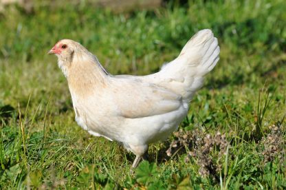 Easter Egger Bantam Chicken Photo by Julia King