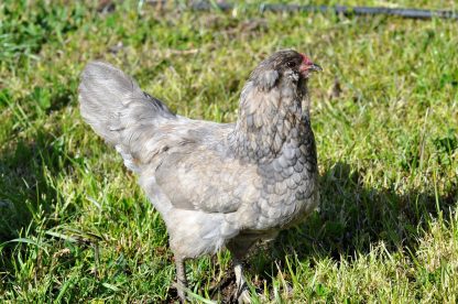 Easter Egger Bantam Chicken Photo by Julia King