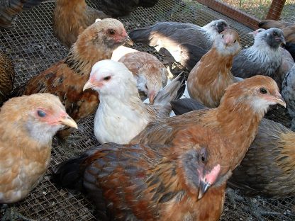 Easter Egger Bantam Chicken Photo by Steve Hawkins