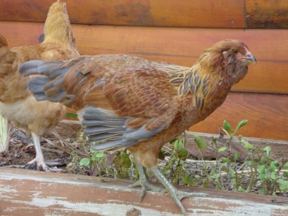 Easter Egg Chicken for Sale