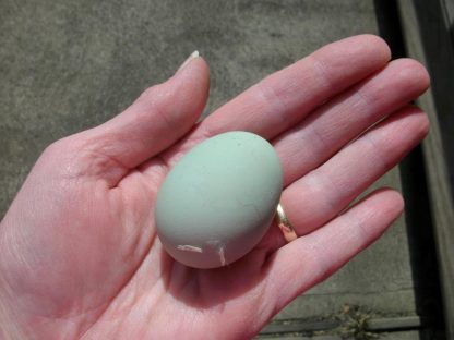 Easter Egg Chicken Egg
