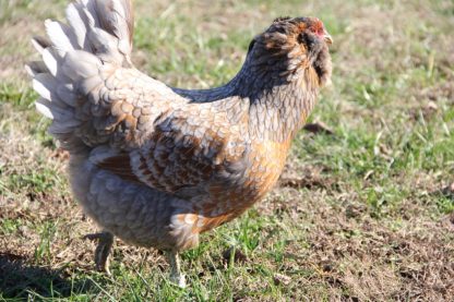 Easter Egg Chicken